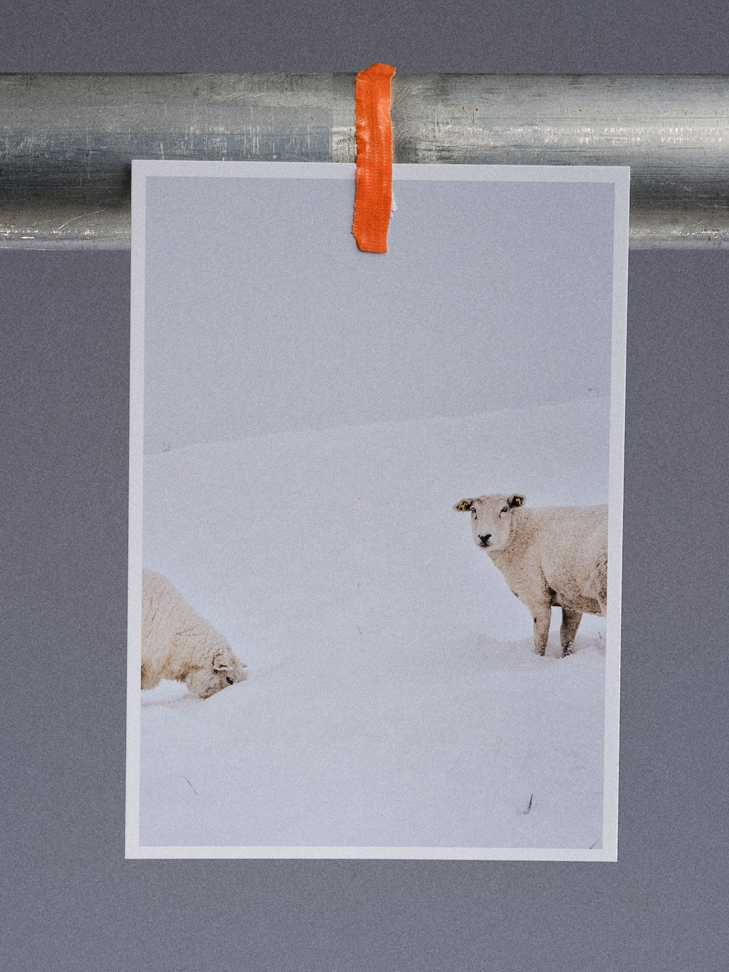 Postkarte: Zwei halbe Schafe im Schnee (Harlesiel)