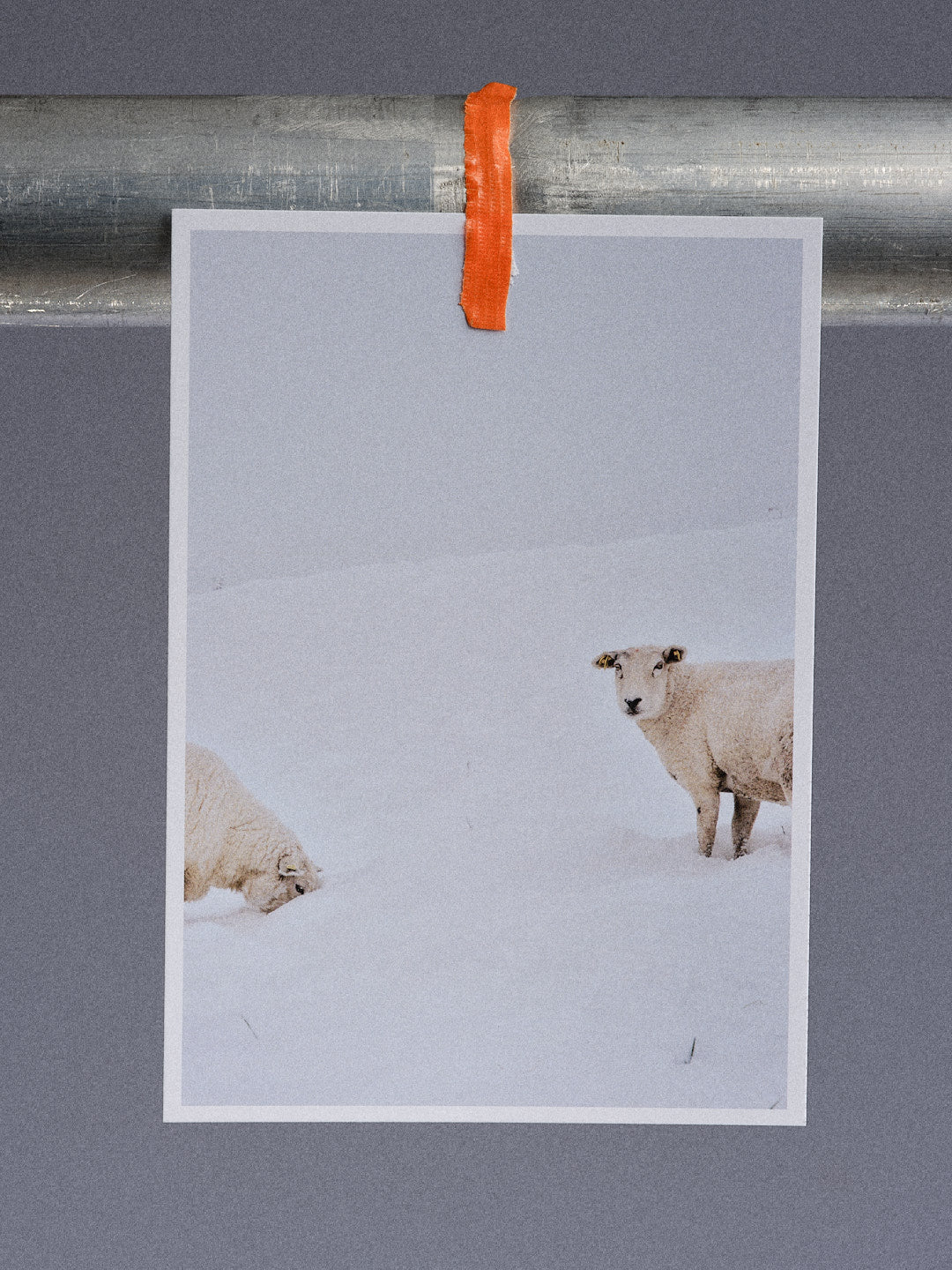 Postkarte: Zwei halbe Schafe im Schnee (Harlesiel)