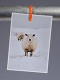 Postkarte: Ein ganzes Schaf im Schnee (Harlesiel)