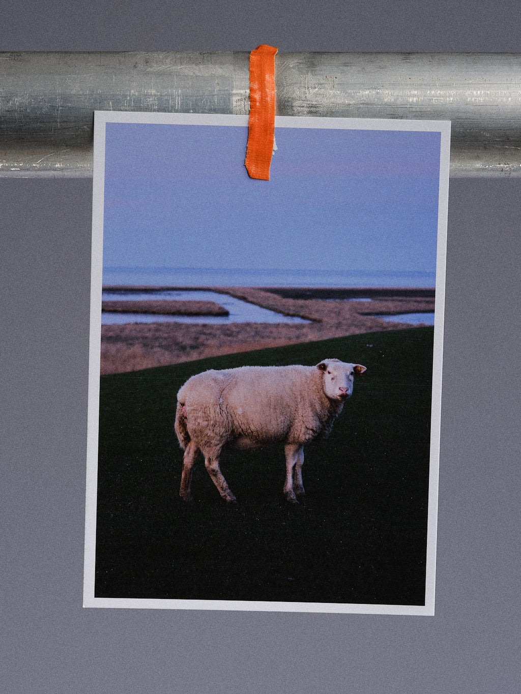 Postkarte: Schaf am Deich (Harlesiel)