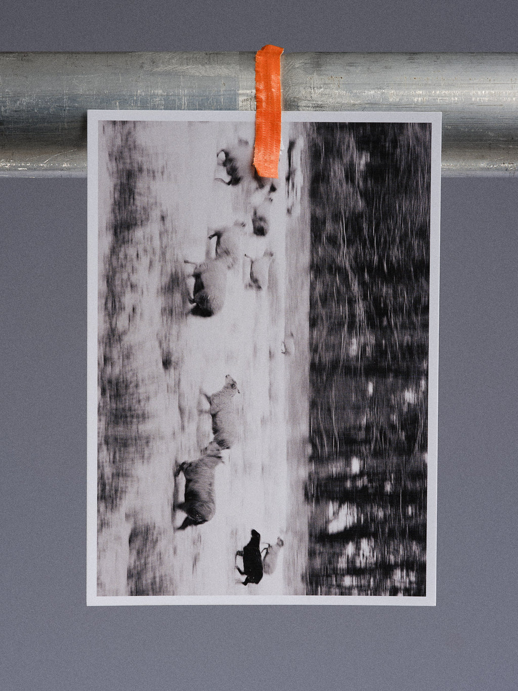 Postkarte: Bewegte Schafe im Schnee (Carolinensiel)